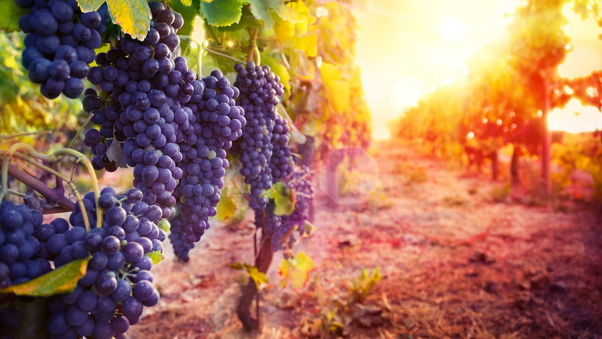 Many bunches of ripe grapes on the vine at a vineyard.